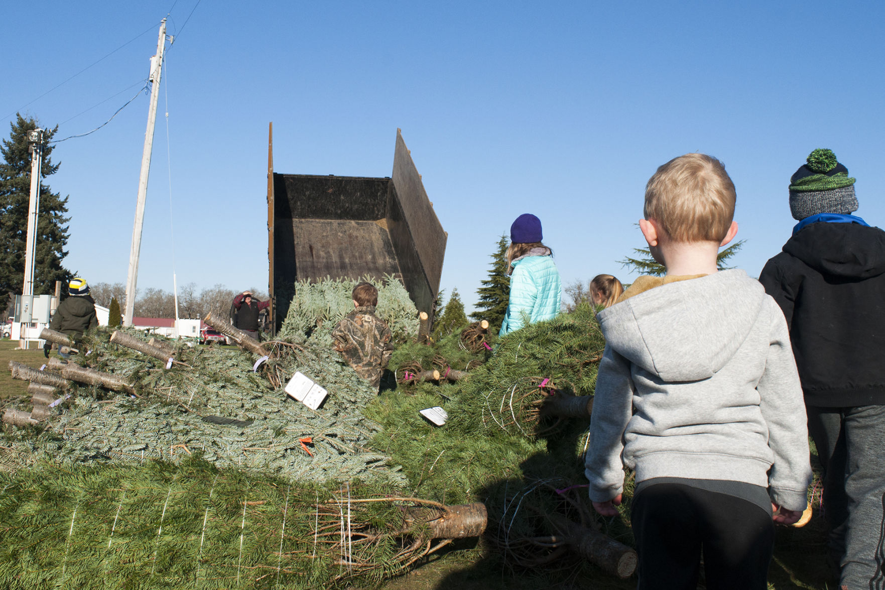Trees for Troops